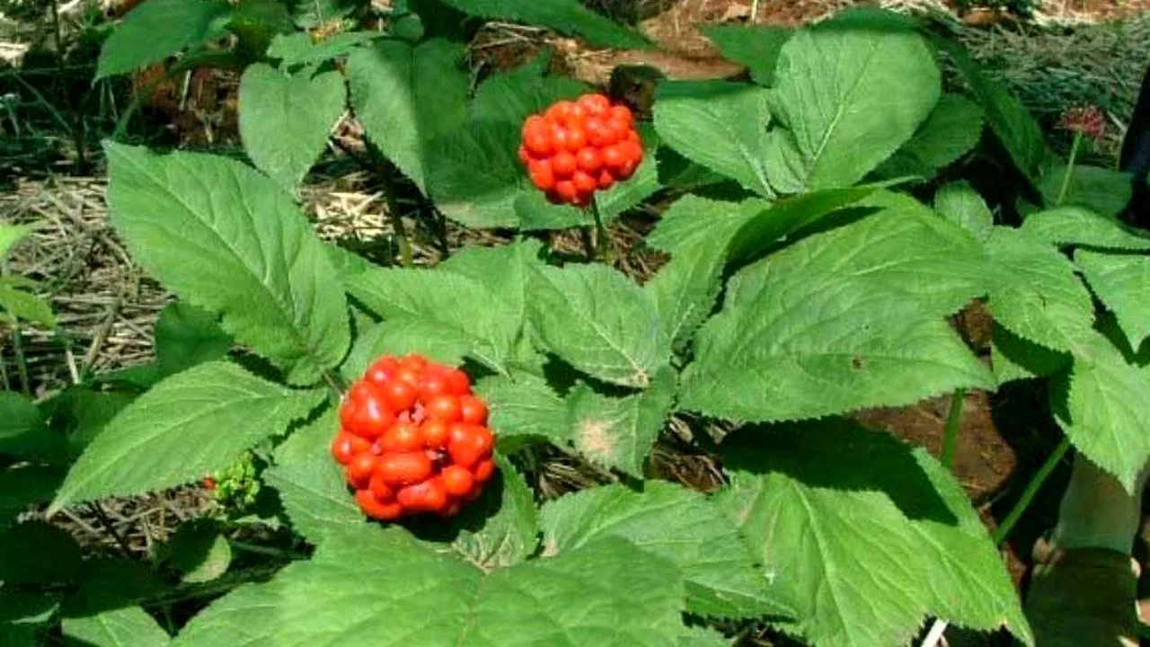 STUDIU. Ginsengul, mai tare decât Viagra
