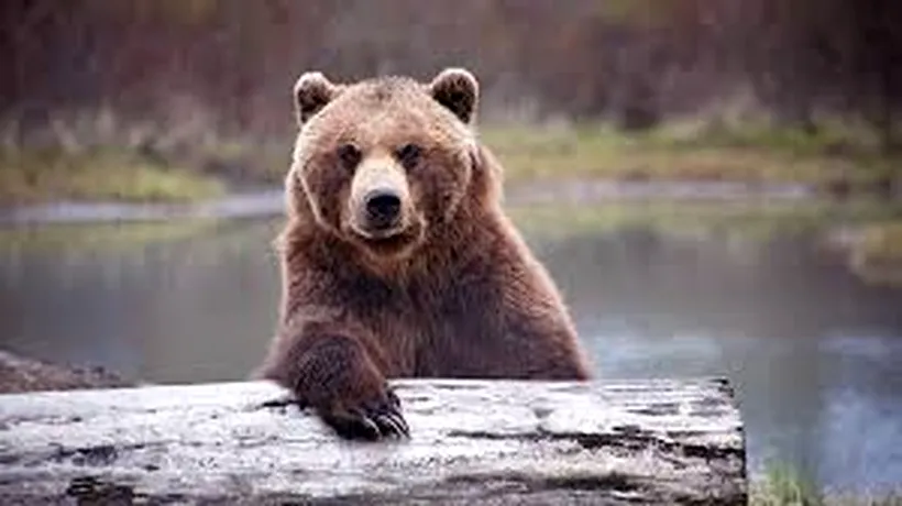 HARGHITA. Un pui de urs, în căutare de hrană în stațiunea Băile Tușnad, va fi relocat