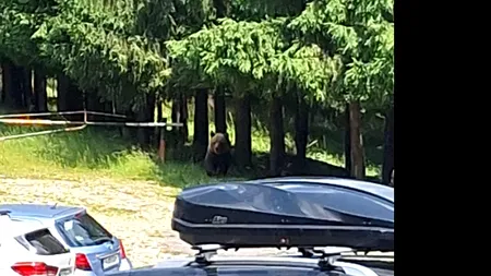 Un urs a fost văzut pe un traseu din munții Ciucaș / Salvamont: „Este atras de gunoaiele lăsate în pas și NU ARE FRICĂ de om”