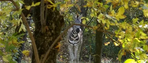 Zebra de la Gradina Zoologică din Timișoara a murit după ce s-a aruncat într-un heleșteu