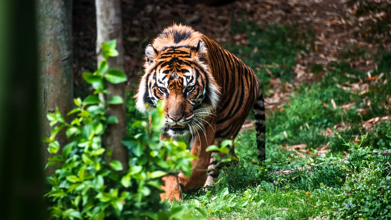 Situație gravă: Aproape un milion de specii de pe Terra sunt amenințate cu dispariția