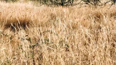 Iluzie optică virală | Ce animal se ascunde în această fotografie?