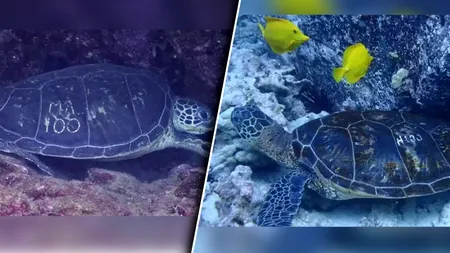 Motivul pentru care carapacea țestoaselor marine din Hawaii sunt gravate cu litere și cifre de către oamenii de știință