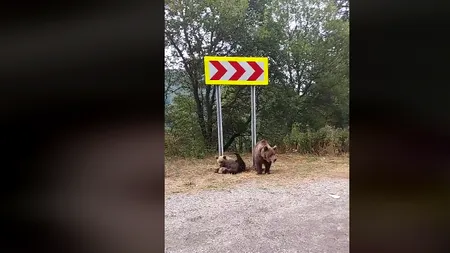 Diana Șoșoacă, după o întâlnire cu urșii pe Transfăgărășan: „Sunt periculoși, chiar dacă sunt mici” (VIDEO)