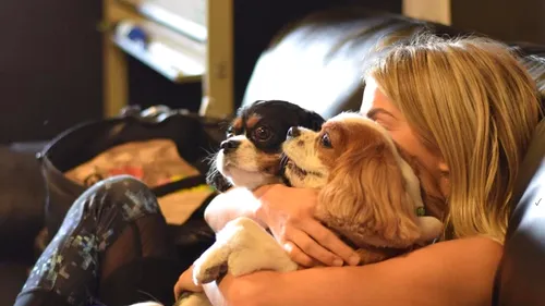 Adevărul despre câini: Cum au devenit aceștia cele mai prietenoase animale