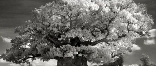 GALERIE FOTO: Cum arată cei mai vechi arbori din lume