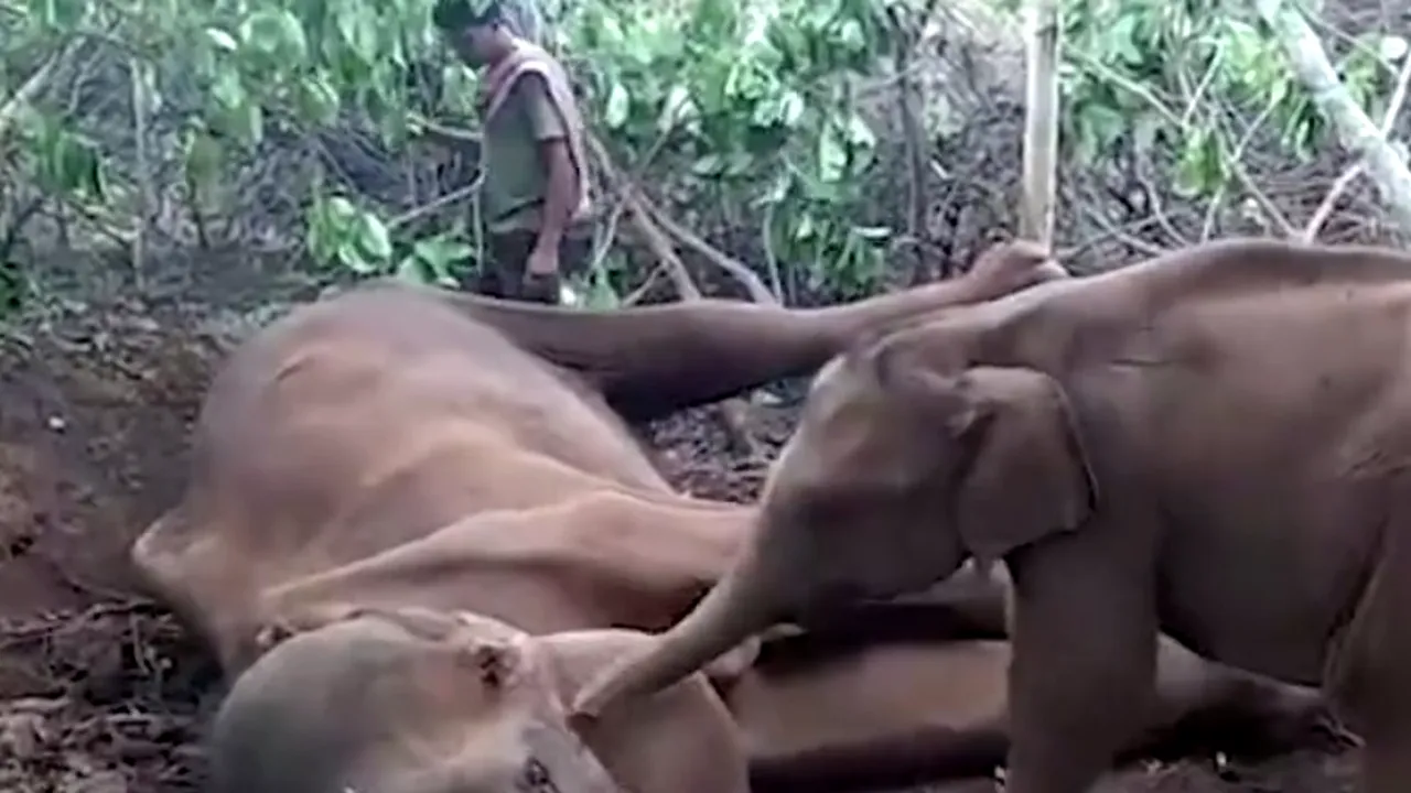 Momentele emoționante dintre un elefant și mama lui: Încerca să o trezească, dar nu știa ce se întâmplase - VIDEO