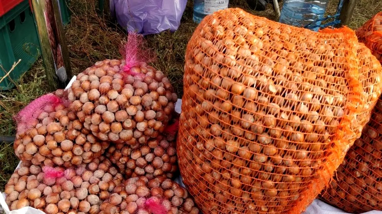 Vrei să fii MILIONAR? Pune ALUNI pe un hectar. Un fermier profită de o afacere inedită