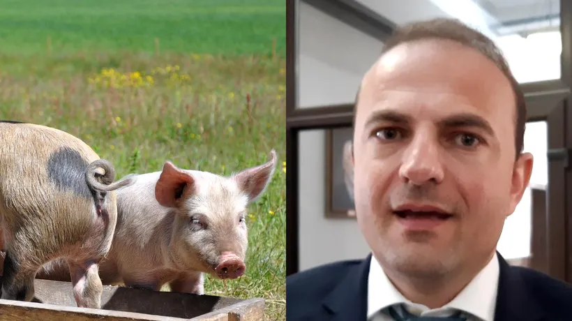 „Nu se interzice creșterea porcului în gospodării”, secretar de stat. Oros, MADR: „Un fake news care trebuia să acopere cu totul altceva”. Pesta porcină africană, mai periculoasă decât Coronavirusul