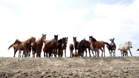 Mediafax ZOOM. Wildlife România II. GALERIE FOTO
