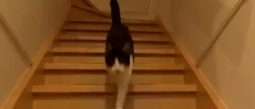 Reacția amuzantă a unei pisici care își revede stăpânul. Clipul a adunat peste 1,5 milioane de vizualizări. VIDEO