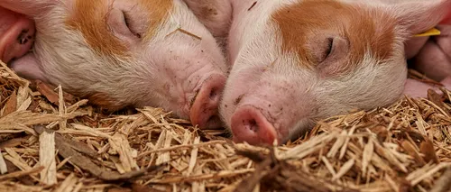 Ministrul Agriculturii, despre pesta porcină: Suntem în pericol de a ne închide pe ani de zile exportul