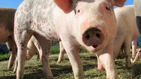 Două noi cazuri de pestă porcină africană la porci domestici și mistreți