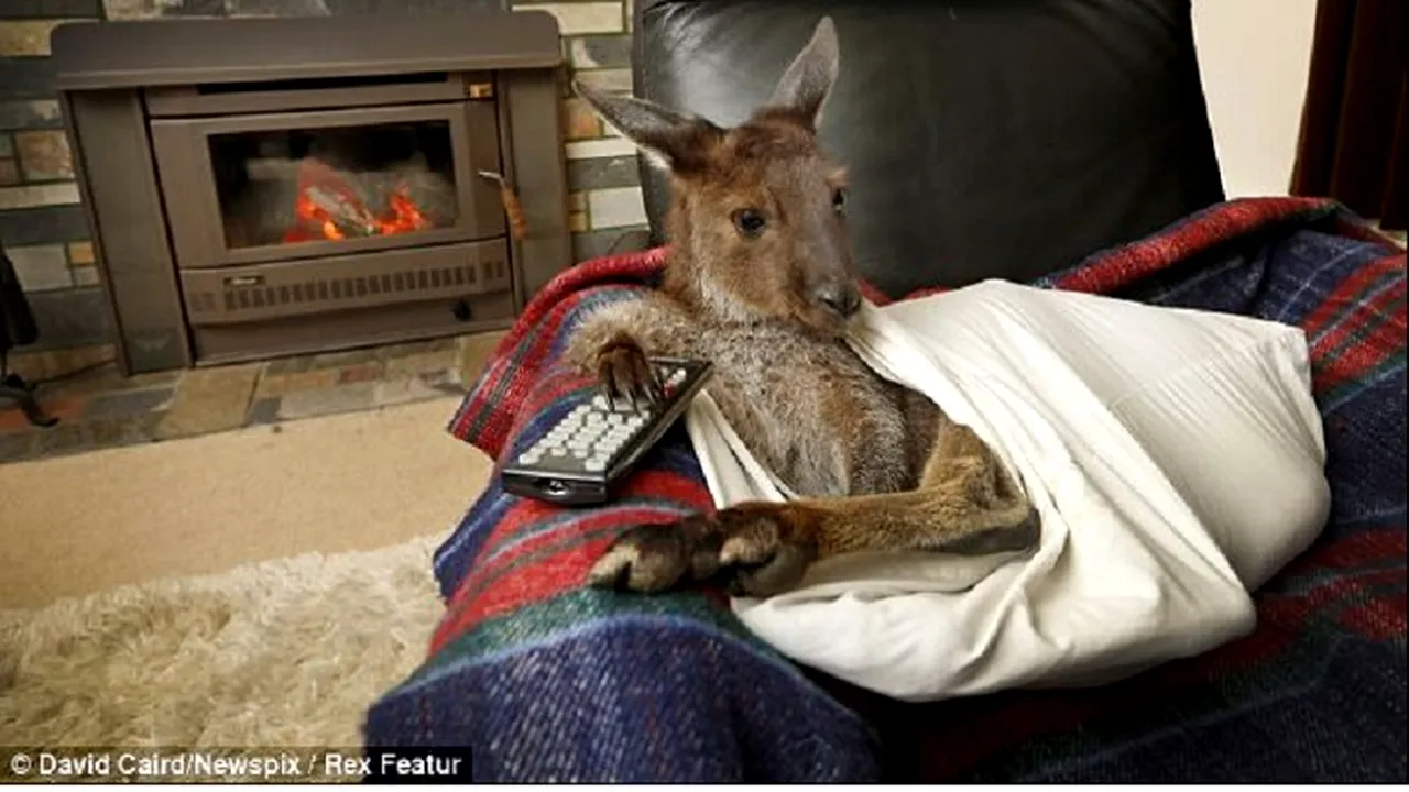 Pebble, puiul de cangur care se uită la televizor