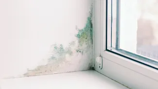 Cum scapi de „petele negre” de pe pereți care apar în urma problemelor de condens. La ce metodă poți apela