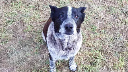 Povestea câinelui orb și surd, devenit erou după ce a găsit, de unul singur, o fetiță de trei ani dispărută de acasă. FOTO