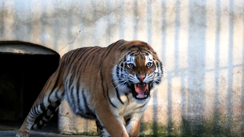 Un îngrijitor de la Grădina Zoologică Brașov a fost atacat de un tigru care i-a sfâșiat un braț
