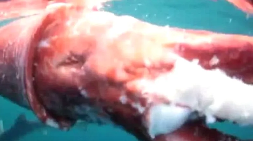 VIDEO. Un calamar de aproape 4 metri, descoperit în Marea Tasmaniei