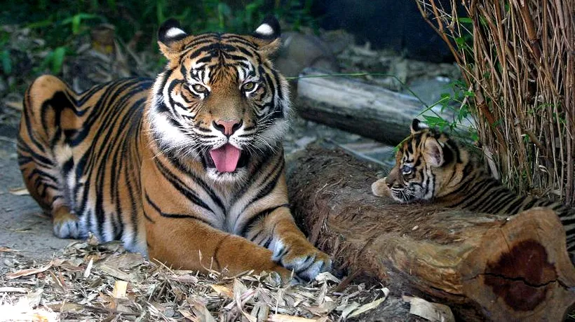 Cinci vânători din India sunt blocați de patru zile într-un copac, de frica unor tigri care au ucis deja un bărbat