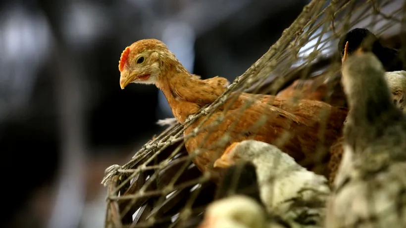 Peste 22.000 de păsări din ferma din Maramureș unde a fost confirmată gripa aviară, omorâte 