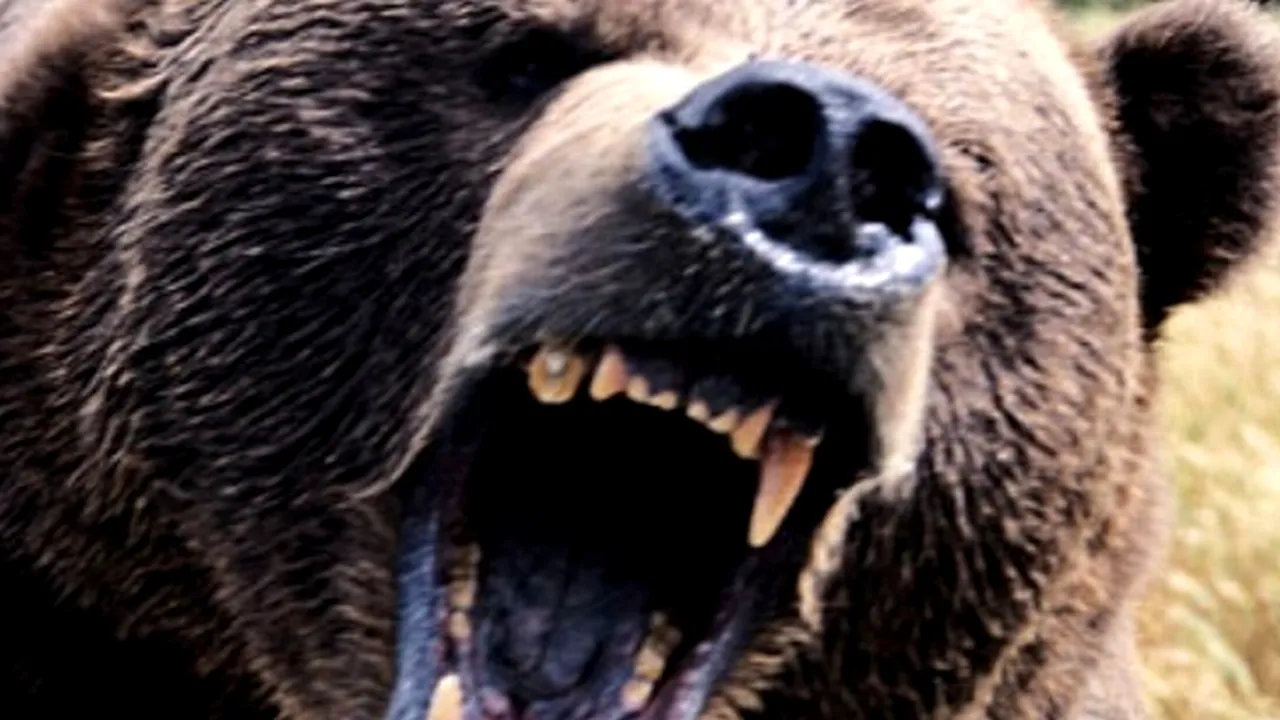 Șef CJ Harghita nu mai vrea ca UE să protejeze urșii în detrimentul oamenilor: viața omului, primordială