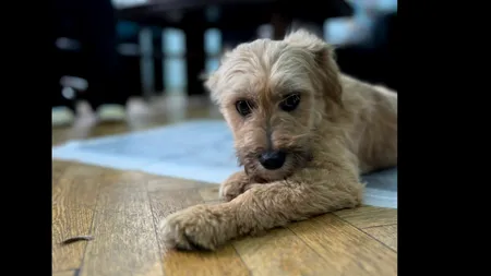 Cel mai mare târg de ADOPȚII canine, organizat în acest weekend, pe Arena Națională