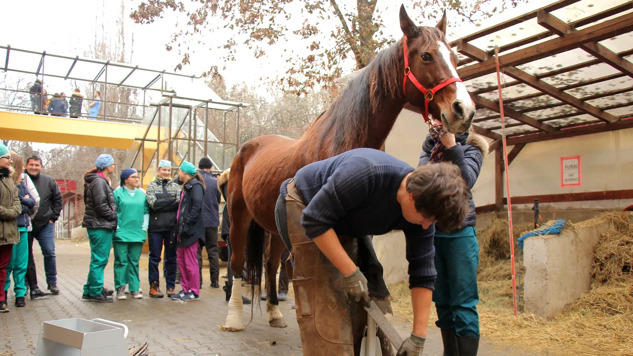 Am ajuns să învățăm POTCOVITUL de la francezi. Curs special pentru 20 de studenți la Cluj Napoca