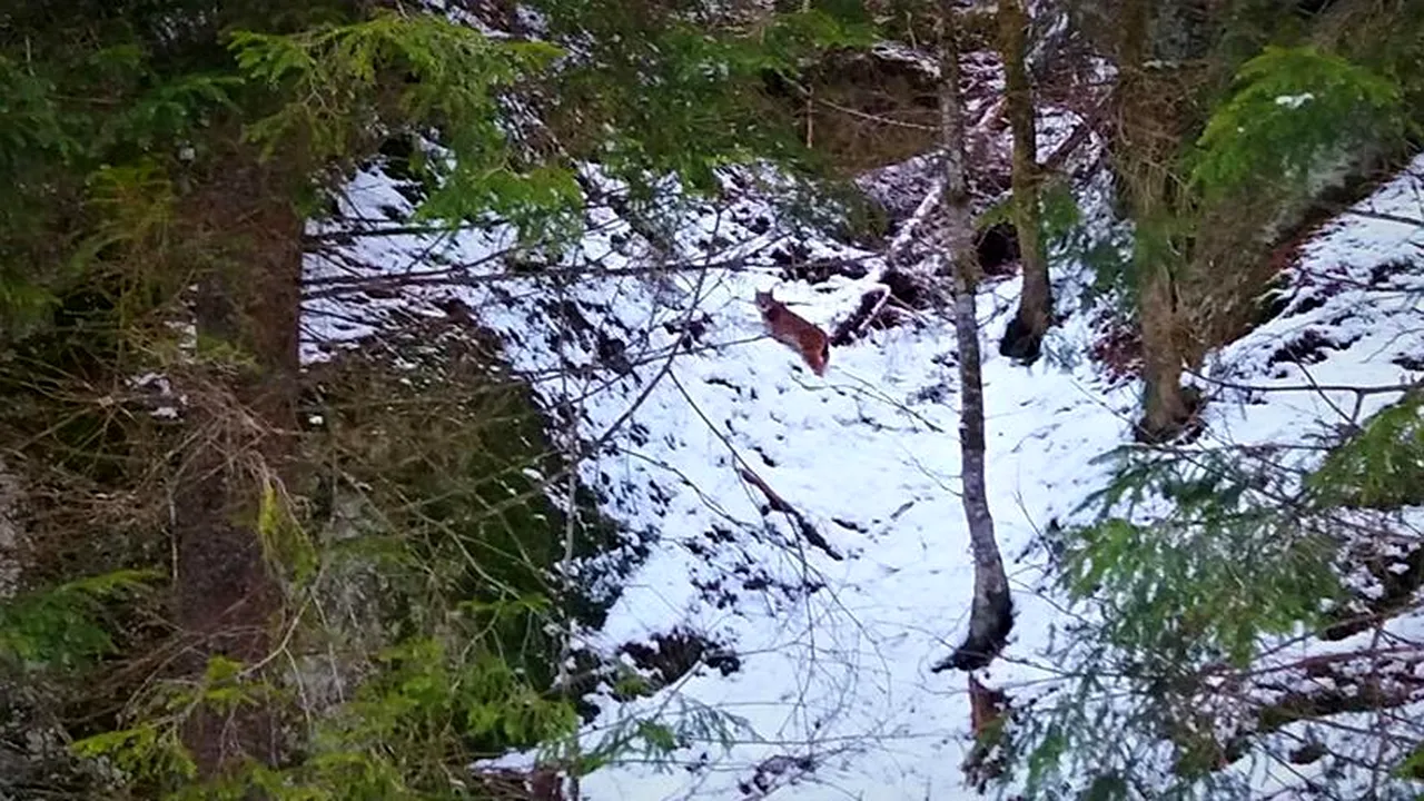 Imagini de colecție cu cea mai mare felină din Europa, surprinse într-o pădure din Mureș. FOTOGRAFII RARE cu lynxul românesc