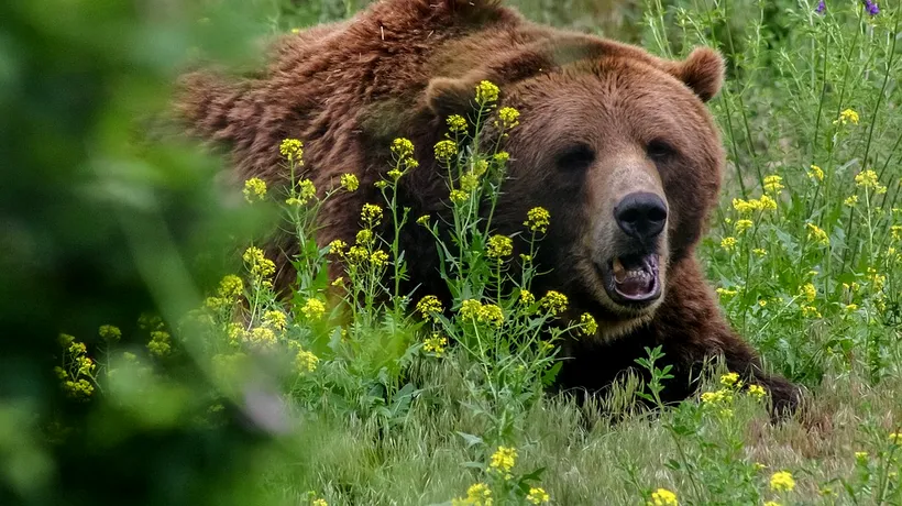 Urs ucis de localnici cu furci și topoare, după ce a rănit trei bărbați într-un sat din Vrancea. Ce se întâmplase cu animalul, înainte de atac