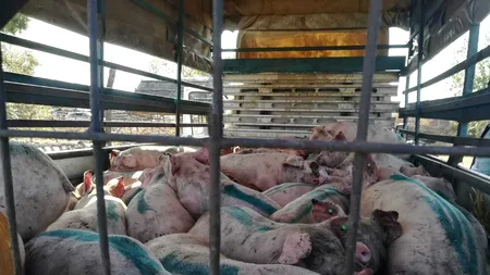 Virusul pestei porcine africane NU poate fi oprit. Despăgubiri de 42 de milioane de euro, PÂNĂ ACUM