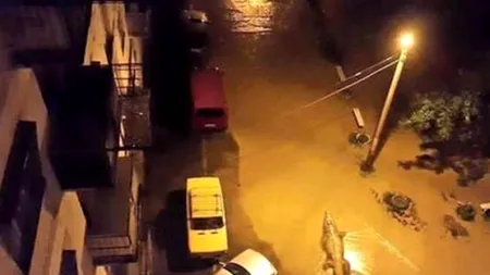 Hipopotami, crocodili, lei și urși, liberi pe străzile din capitala Georgiei. Imaginile zilei