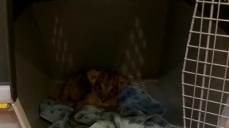 PUI DE LEU de vânzare la un ștrand din Timișoara