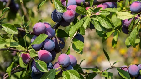 Producătorii români de țuică și pălincă ar putea primi o finanțare de la Guvern. Cum ar putea valorifica țara noastră producția de prune