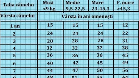 Tabelul vârstei câinilor în ani omenești. Află câți ani ar avea cățelul tău dacă ar fi om, în funcție de rasa lui