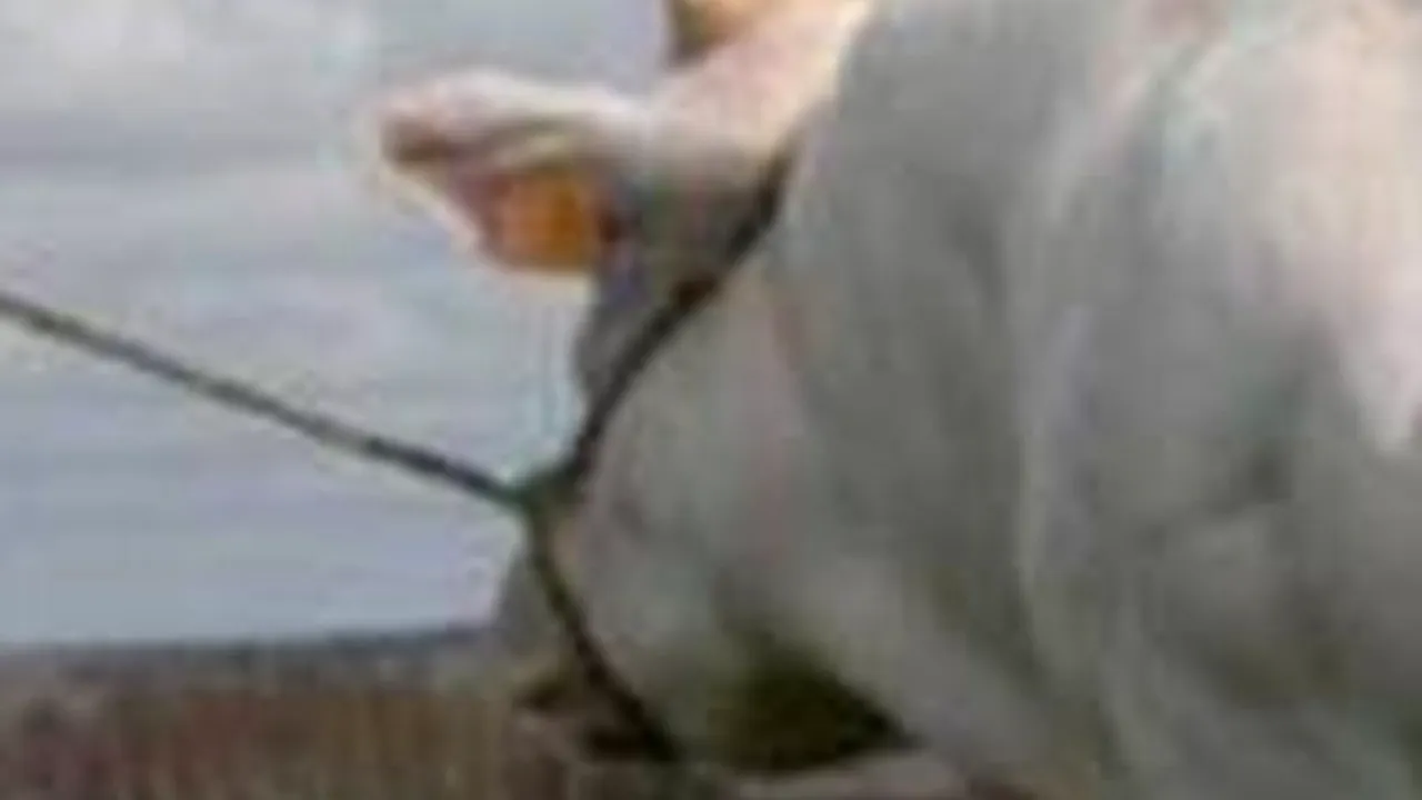 Taurii din specia Albastra de Belgia pot ajunge și la o tonă