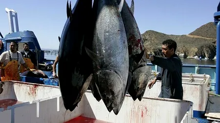 Consumul de pește reduce riscul de boli pentru persoanele în vârstă