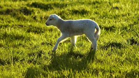 Gest îngrozitor făcut de un lucrător la un abator: S-a pozat cu un miel, apoi doar cu urechile lui puse pe cap - FOTO 
