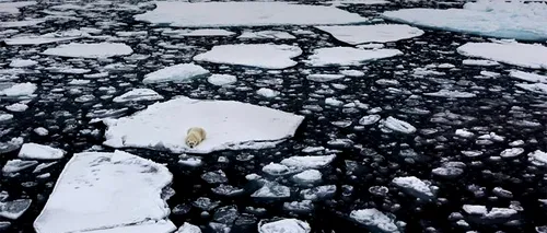 Singur și izolat pe o bucată de gheață din Oceanul Arctic. Imaginile cu un urs polar care fac înconjurul lumii