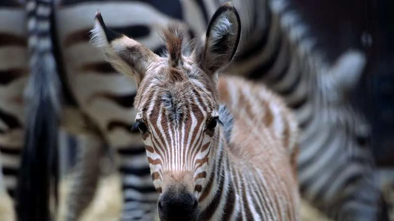 Studiu: De ce au zebrele dungi