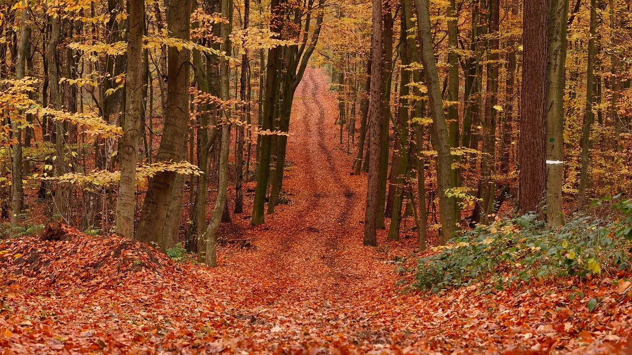 Un băiat de 14 ani din județul Sălaj a fost împuşcat într-o pădure, în timp ce căuta brazi. Copilul a fost confundat cu un urs