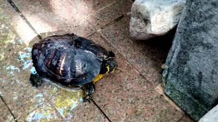 Zeci de broaște țestoase ținute într-un restaurant, confiscate de Garda de Mediu din Timiș