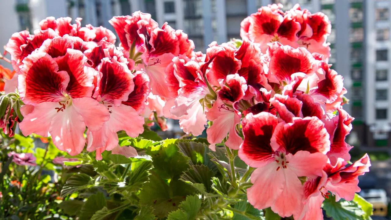 Când se scot MUȘCATELE afară primăvara. Ce trebuie să știi despre îngrijirea lor