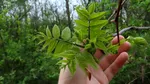 COPACUL „toxic” de evitat în grădină. Poate contamina grav plantele din curte și afectează structura caselor din apropiere