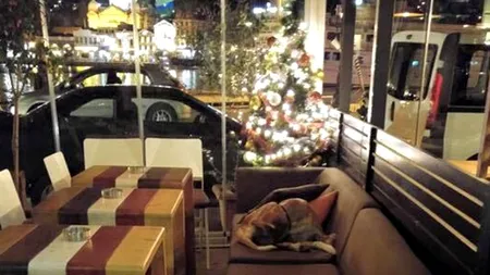 ''Crăciunul cățeilor'' în Grecia: o cafenea găzduiește noaptea patrupedele fără stăpân, ca acestea să nu moară de frig