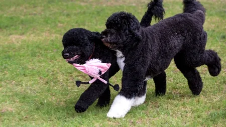 Un bărbat care pretindea că este fiul lui JFK, arestat pentru că plănuia răpirea câinilor lui Obama