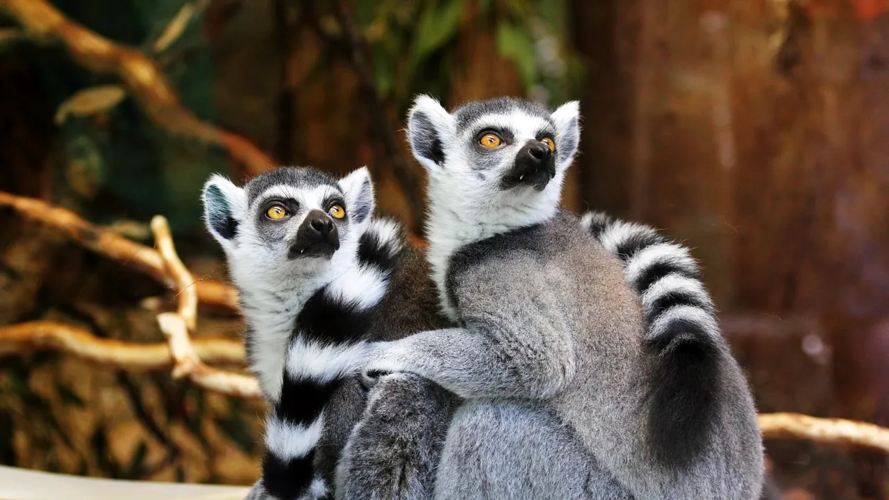 A furat un lemur de la o grădină zoologică pentru a-l face animalul său de companie. Ce pedeapsă riscă tânărul