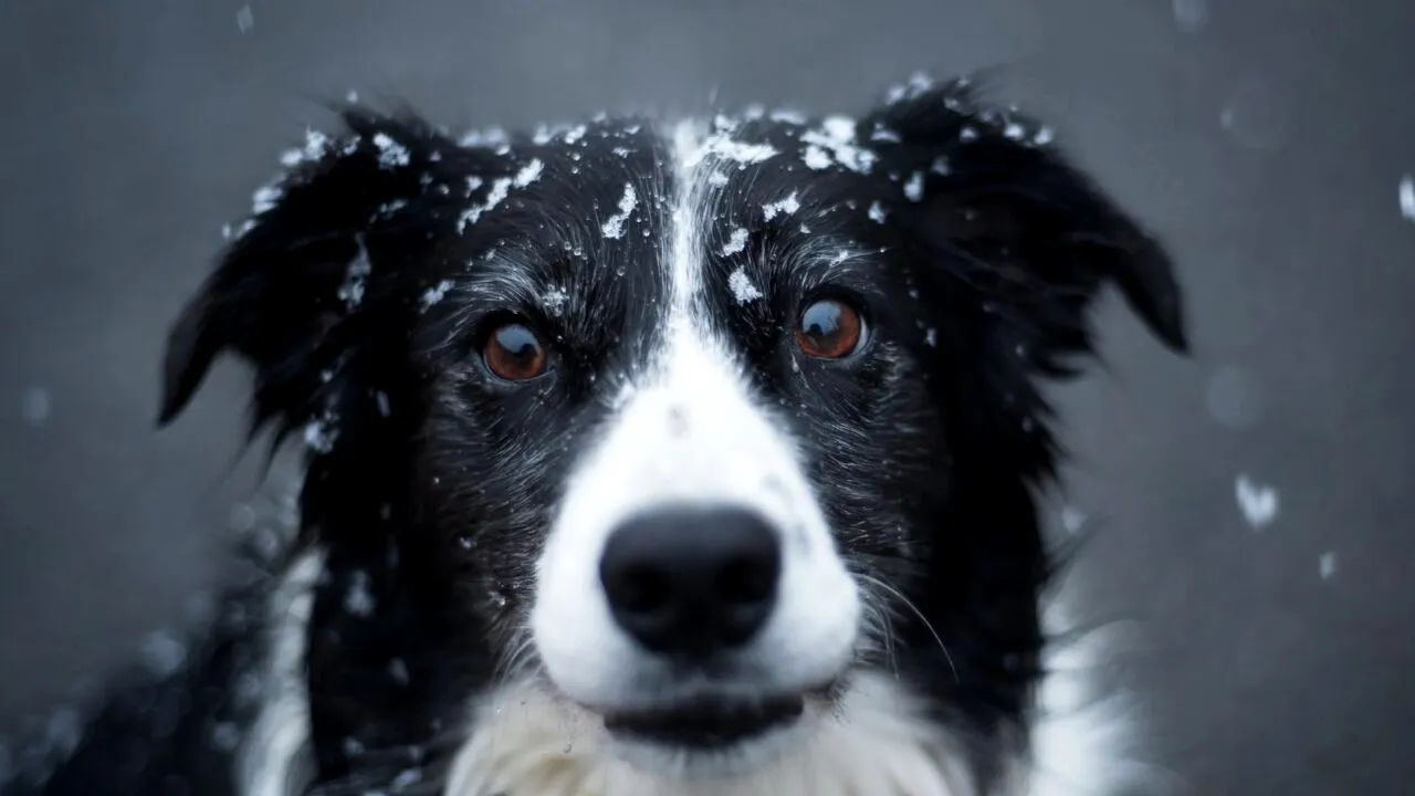 Border Collie, câinele extrem de inteligent şi muncitor pe care îl vrei acasă, chiar dacă nu ai turme de mânat