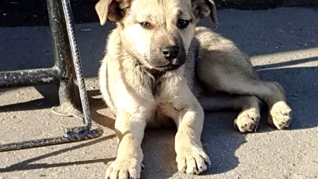 Un cățel care a căzut într-un canal adânc de 17 metri, salvat de pompieri. VIDEO