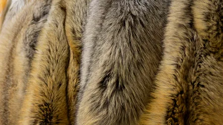 Marea Britanie dorește să interzică comerțul cu blană după Brexit