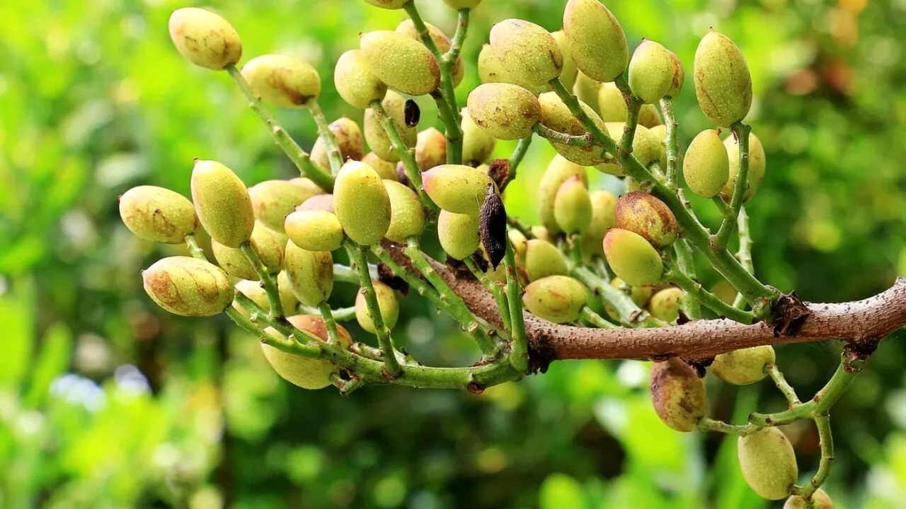 O româncă din Spania caută muncitori într-o fermă care are peste 1000 de hectare. Care este suma oferită pe oră pentru tăiat fistic